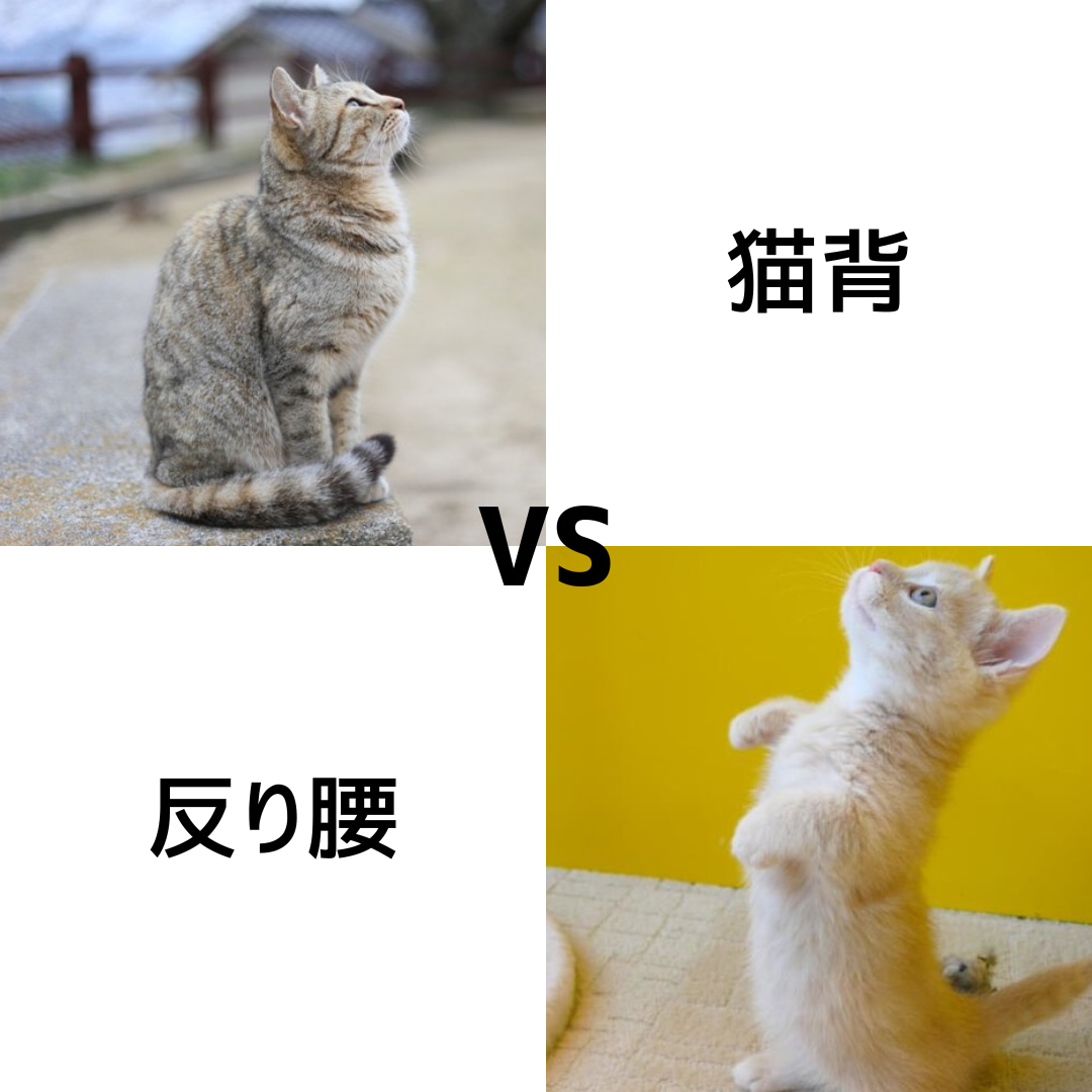 猫背VS 反り腰